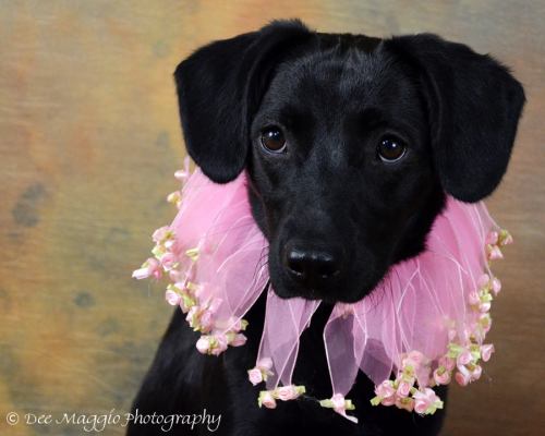Mirabelle - ADOPTED 06.13.12