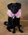 Mirabelle - ADOPTED 06.13.12