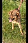 Brady-ADOPTED-6.10.12