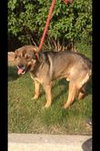 Brady-ADOPTED-6.10.12