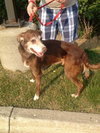 Wrangler-ADOPTED 09.21.12