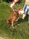 Wrangler-ADOPTED 09.21.12
