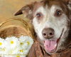 Wrangler-ADOPTED 09.21.12