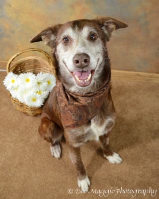 Wrangler-ADOPTED 09.21.12