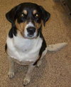 Wishbone-PENDING