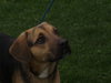 Kipling-ADOPTED 07.09.12