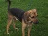 Kipling-ADOPTED 07.09.12