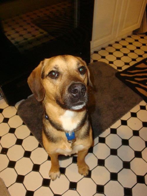 Kipling-ADOPTED 07.09.12