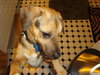 Kipling-ADOPTED 07.09.12