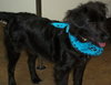 Harvey Wallbanger-ADOPTED 06.05.12