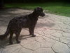 Harvey Wallbanger-ADOPTED 06.05.12