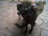 Harvey Wallbanger-ADOPTED 06.05.12
