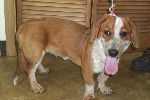 Honeybee - ADOPTED 06.14.12