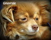 Gingerale-ADOPTED 07.05.12