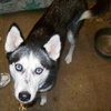 Misty Blue Eyes - ADOPTED 06.13.12