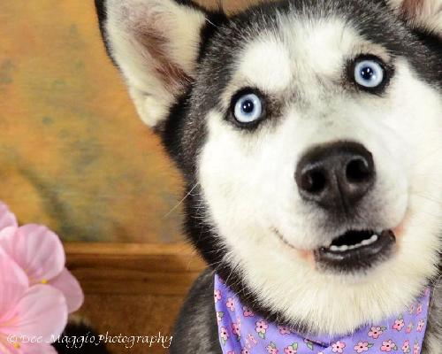 Misty Blue Eyes - ADOPTED 06.13.12