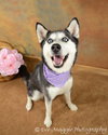 Misty Blue Eyes - ADOPTED 06.13.12