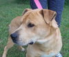 Sharpy - ADOPTED 11.28.12