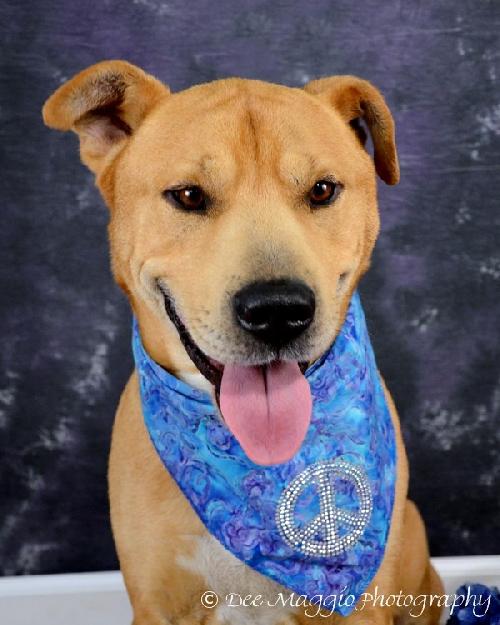 Sharpy - ADOPTED 11.28.12