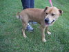 Sharpy - ADOPTED 11.28.12