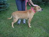 Sharpy - ADOPTED 11.28.12