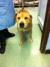 Sharpy - ADOPTED 11.28.12
