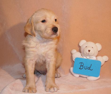 Ze Litter-Bud - ADOPTED 06.10.12