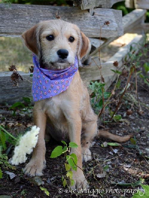 Ze Litter-Plumas - ADOPTED 07.23.12