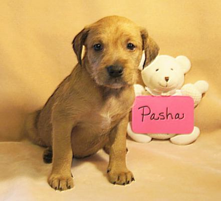 Ze Litter-Pasha - ADOPTED 06.12.12