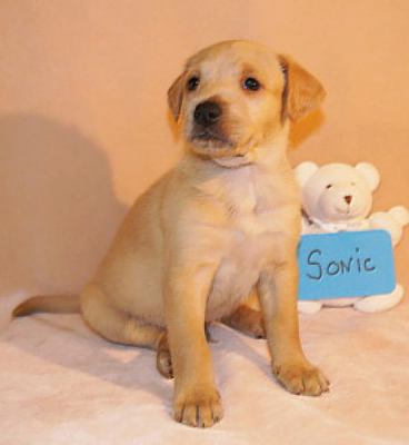 Ze Litter-Sonic - ADOPTED 06.08.12