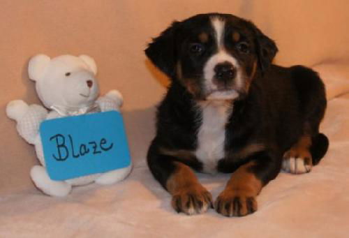 Ze Litter-Blaze - ADOPTED 06.09.12