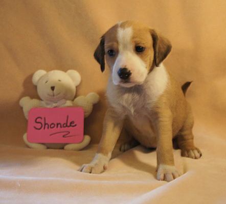 Ze Litter-Shonde - ADOPTED 07.07.12