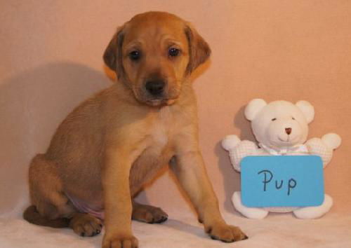 Ze Litter-Pup - ADOPTED 06.30.12