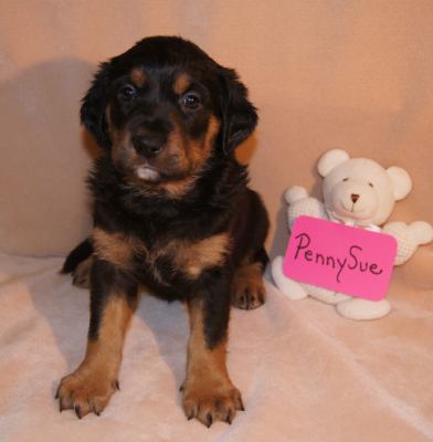 Ze Litter Penny Sue - ADOPTED 07.02.12