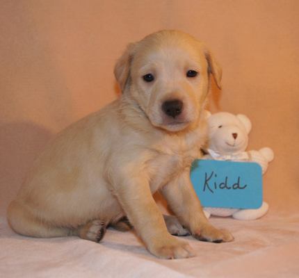 Ze Litter-Kidd - ADOPTED 06.04.12