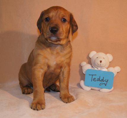 Ze Litter-Teddy - ADOPTED 07.14.12