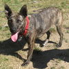 Lira-ADOPTED 12.21.12