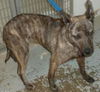 Lira-ADOPTED 12.21.12