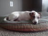 Cassie - ADOPTED 06.23.12