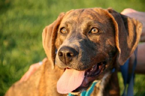 Sweet Pea-ADOPTED-7.18.12