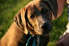 Sweet Pea-ADOPTED-7.18.12