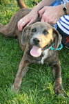 Sweet Pea-ADOPTED-7.18.12