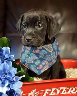 Af Litter-Andy-ADOPTED-6.16.12