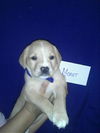 Af Litter-Monet-ADOPTED-6.21.12