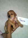 Af Litter-Danita-ADOPTED-6.30.12