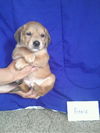 Af Litter-Annie-ADOPTED-6.31.12