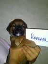 Af Litter-Raphael-ADOPTED-6.30.12