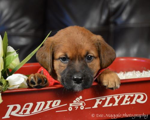 Af Litter-Raphael-ADOPTED-6.30.12