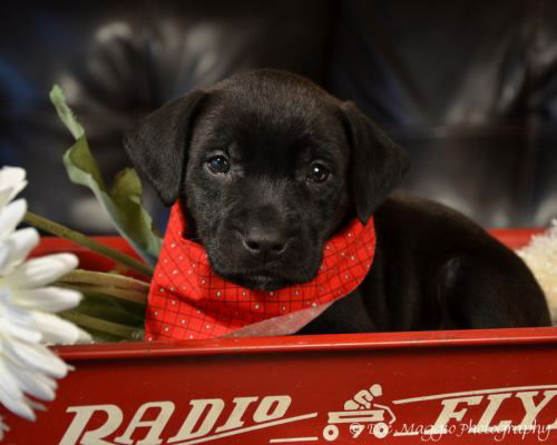 Af Litter-Picasso - ADOPTED 06.15.12