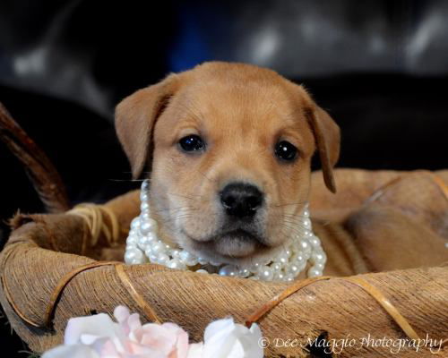 Af Litter-Georgia-ADOPTED-6.21.12